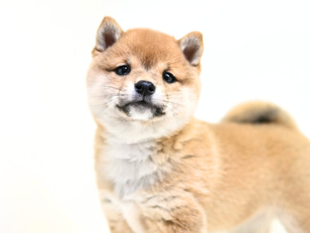 岡山県の豆柴 (アミーゴ大安寺店/2026年2月8日生まれ/女の子/赤)の子犬の3枚目の画像