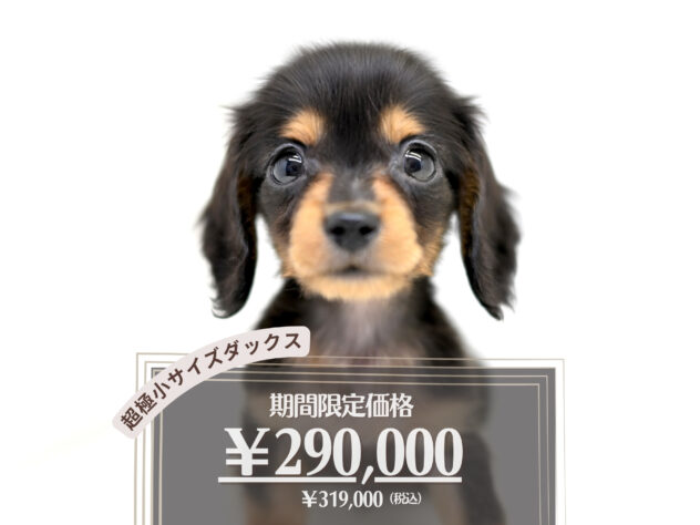 岡山県のミニチュアダックスフンド(ロング) (アミーゴ大安寺店/2026年1月18日生まれ/男の子/ブラックタン)の子犬の1枚目の画像