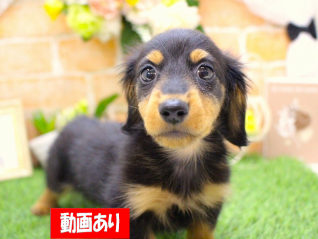 兵庫県のカニンヘンダックスフンド(ロング) (ペット・プラザ アミーゴ三田店/2026年2月5日生まれ/男の子/ブラックタン)の子犬の1枚目の画像