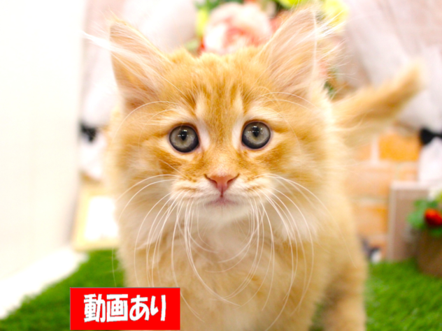 兵庫県のミヌエット (ペット・プラザ アミーゴ三田店/2026年1月27日生まれ/男の子/レッドマッカレルタビー)の子猫の1枚目の画像