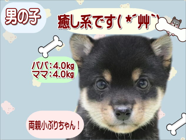大阪府の豆柴 (アミーゴ鳳店/2026年2月7日生まれ/男の子/黒)の子犬の1枚目の画像
