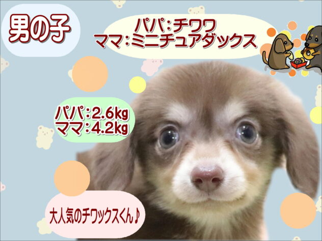 大阪府のハーフ犬・ミックス犬 (アミーゴ鳳店/2026年2月25日生まれ/男の子/チョコレートクリーム)の子犬の1枚目の画像