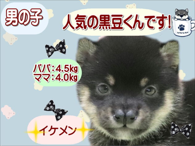 大阪府の豆柴 (アミーゴ鳳店/2026年2月15日生まれ/男の子/黒)の子犬