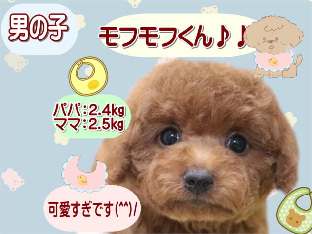 大阪府のトイプードル(トイ) (アミーゴ鳳店/2026年2月7日生まれ/男の子/レッド)の子犬の1枚目の画像