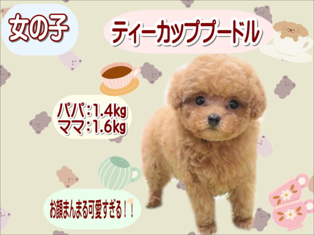 大阪府のトイプードル(トイ) (アミーゴ鳳店/2026年1月30日生まれ/女の子/レッドフォーン)の子犬の1枚目の画像