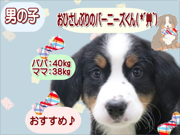 大阪府のバーニーズマウンテンドッグ (アミーゴ鳳店/2026年2月12日生まれ/男の子/01 ブラック系)の子犬の1枚目の画像