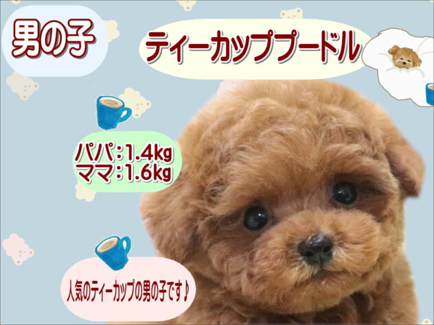 大阪府のトイプードル(トイ) (アミーゴ鳳店/2026年1月30日生まれ/男の子/レッドフォーン)の子犬の1枚目の画像