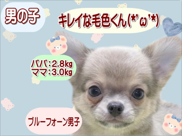 大阪府のチワワ(ロング) (アミーゴ鳳店/2026年2月13日生まれ/男の子/ブルーフォーン)の子犬の1枚目の画像