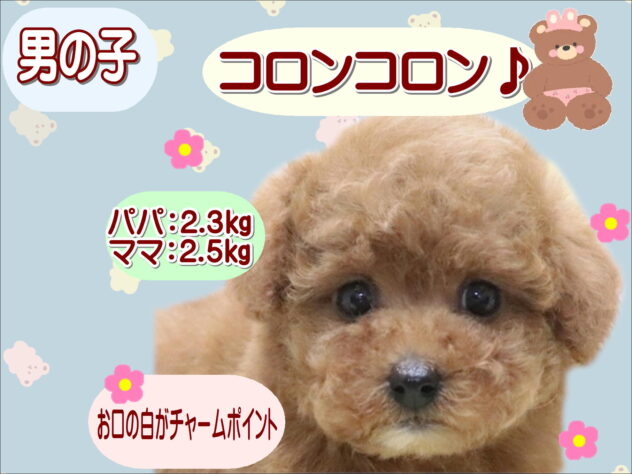 大阪府のトイプードル(トイ) (アミーゴ鳳店/2026年2月26日生まれ/男の子/レッドフォーン)の子犬