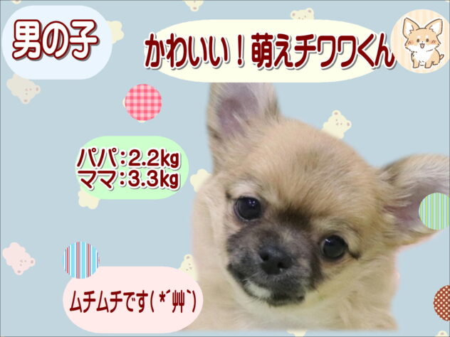 大阪府のチワワ(ロング) (アミーゴ鳳店/2026年2月17日生まれ/男の子/レッドセーブルホワイト)の子犬の1枚目の画像