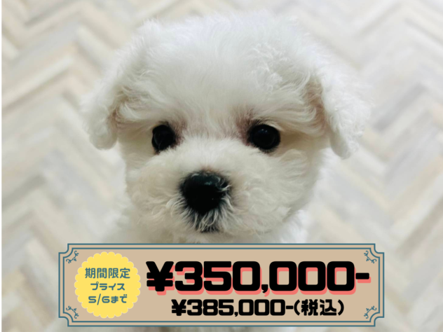 岡山県のビションフリーゼ (アミーゴ水島店/2026年2月2日生まれ/女の子/ホワイト)の子犬の1枚目の画像