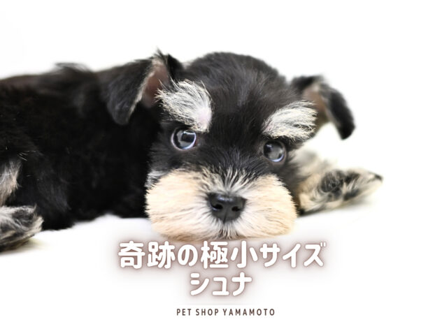 岡山県のミニチュアシュナウザー (アミーゴ大安寺店/2026年2月8日生まれ/女の子/ブラックシルバー)の子犬の2枚目の画像