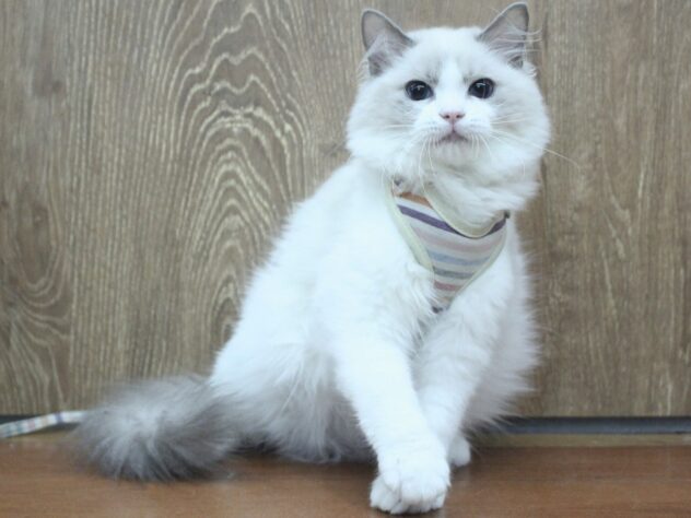 兵庫県のラグドール (ペット・プラザ アミーゴ明石魚住店/2025年11月1日生まれ/女の子/ブルーポイントバイカラー)の子猫の1枚目の画像