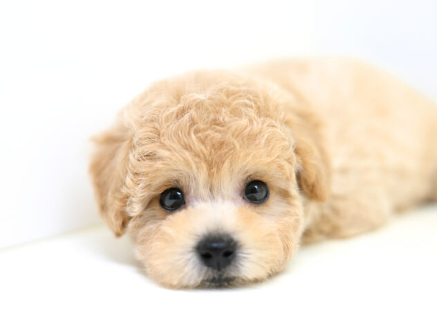 岡山県のハーフ犬・ミックス犬 (アミーゴ大安寺店/2026年1月29日生まれ/女の子/クリーム)の子犬の4枚目の画像