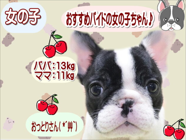 大阪府のフレンチブルドッグ (アミーゴ鳳店/2026年1月26日生まれ/女の子/パイド)の子犬