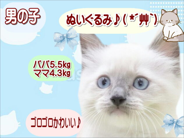大阪府のラグドール (アミーゴ鳳店/2026年2月15日生まれ/男の子/ブルーポイントミテッド)の子猫の1枚目の画像