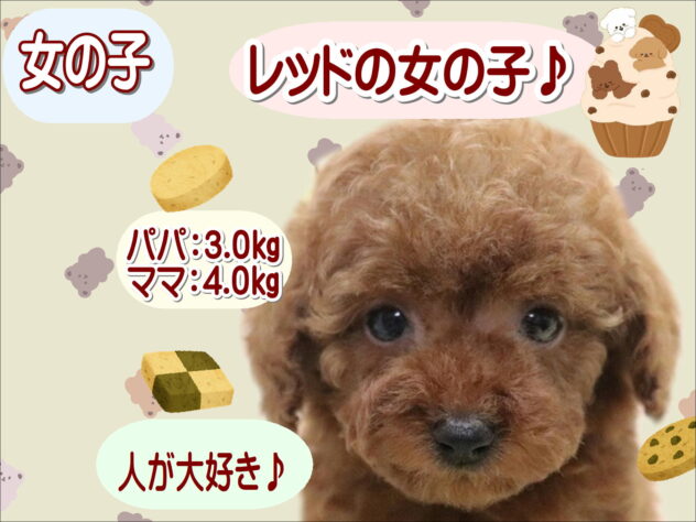 大阪府のトイプードル(トイ) (アミーゴ鳳店/2026年3月1日生まれ/女の子/レッド)の子犬の1枚目の画像