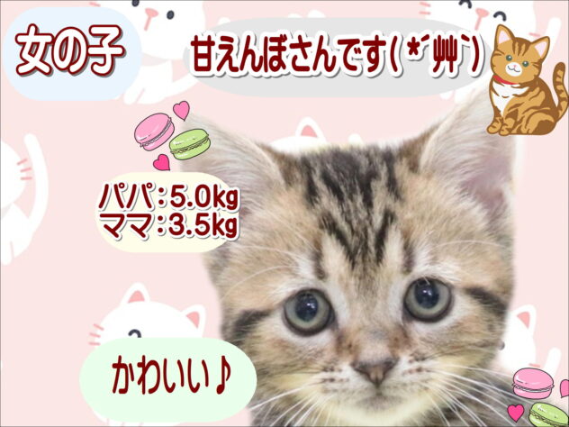 大阪府のアメリカンショートヘアー (アミーゴ鳳店/2026年2月13日生まれ/女の子/ブラウンタビー)の子猫の1枚目の画像