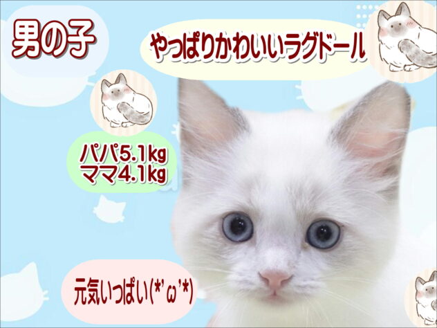 大阪府のラグドール (アミーゴ鳳店/2026年2月22日生まれ/男の子/ブルーポイントバイカラー)の子猫の1枚目の画像