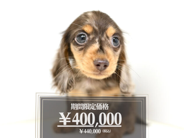 岡山県のカニンヘンダックスフンド(ロング) (アミーゴ大安寺店/2026年1月3日生まれ/女の子/チョコレートダップル)の子犬の1枚目の画像