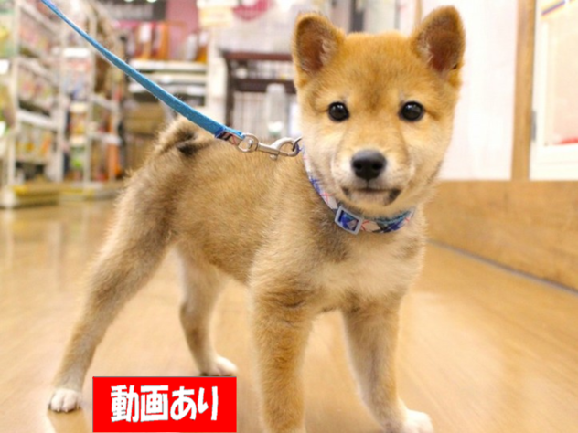 兵庫県の豆柴 (ペット・プラザ アミーゴ三田店/2025年12月8日生まれ/男の子/赤)の子犬の1枚目の画像