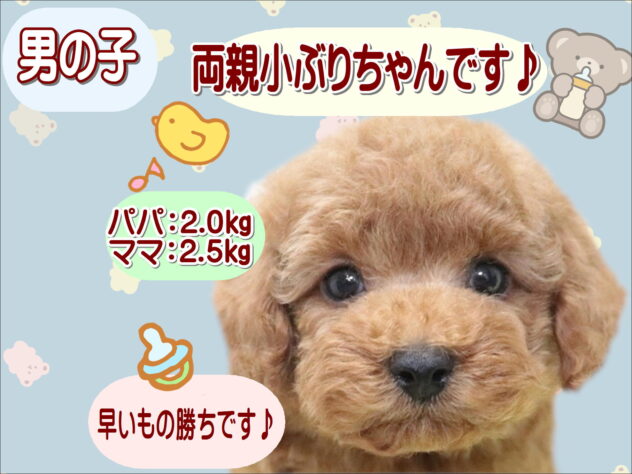 大阪府のトイプードル(トイ) (アミーゴ鳳店/2026年2月7日生まれ/男の子/レッド)の子犬の1枚目の画像