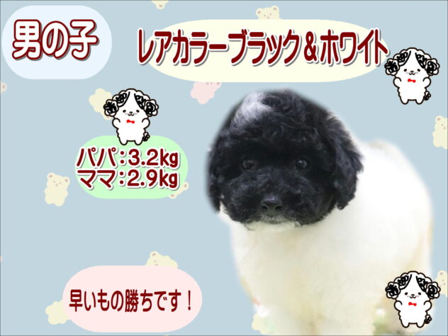 大阪府のトイプードル(トイ) (アミーゴ鳳店/2026年2月14日生まれ/男の子/ホワイトブラック)の子犬の1枚目の画像