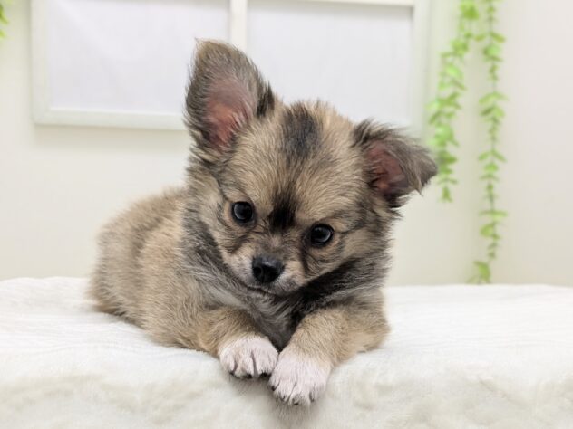 福島県のチワワ(ロング) (アミーゴ会津若松店/2026年2月10日生まれ/男の子/02 レッド系)の子犬の3枚目の画像