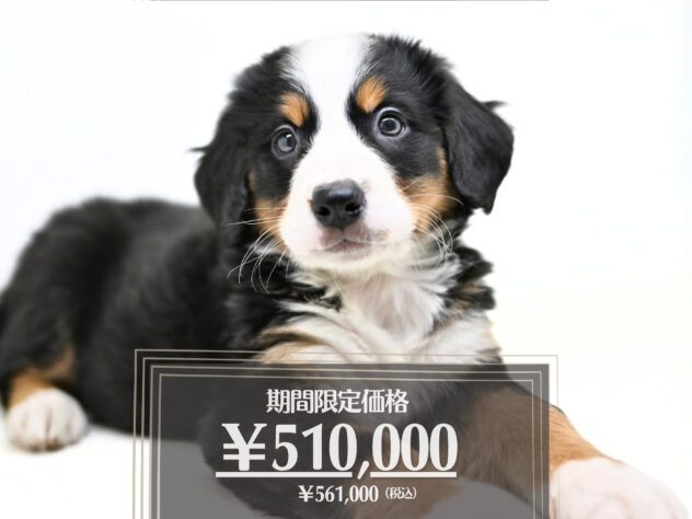 岡山県のバーニーズマウンテンドッグ (アミーゴ大安寺店/2026年2月2日生まれ/女の子/ブラックラストホワイト)の子犬の1枚目の画像