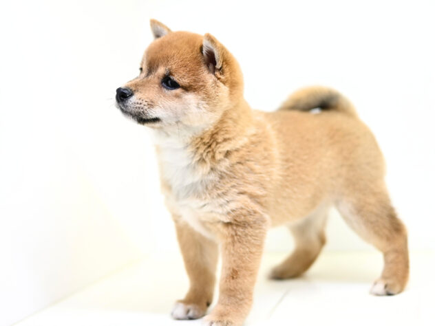 岡山県の豆柴 (アミーゴ大安寺店/2026年2月8日生まれ/女の子/赤)の子犬の4枚目の画像