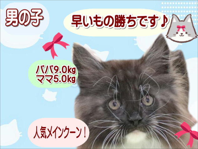 大阪府のメインクーン (アミーゴ鳳店/2026年2月12日生まれ/男の子/ブラックホワイト)の子猫の1枚目の画像