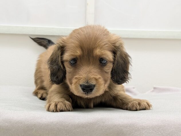 福島県のミニチュアダックスフンド(ロング) (アミーゴ会津若松店/2026年2月1日生まれ/女の子/レッド)の子犬の2枚目の画像