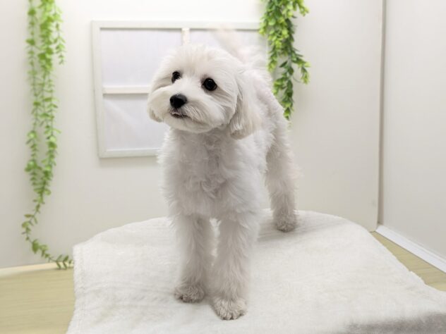 福島県のハーフ犬・ミックス犬 (アミーゴ会津若松店/2025年10月28日生まれ/男の子/06 ホワイト系)の子犬の3枚目の画像