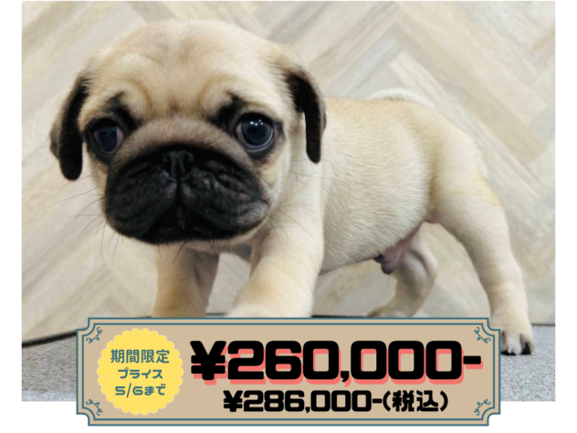 岡山県のパグ (アミーゴ水島店/2026年2月9日生まれ/男の子/フォーン)の子犬の1枚目の画像
