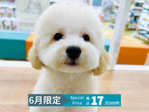 岡山県のトイプードル(トイ) (アミーゴ水島店/2026年1月31日生まれ/男の子/ペールフォーン)の子犬の1枚目の画像