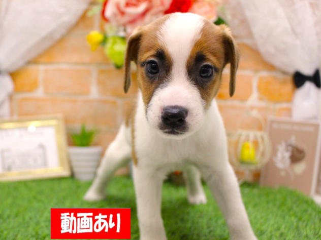 兵庫県のジャックラッセルテリア (ペット・プラザ アミーゴ三田店/2026年2月8日生まれ/男の子/ホワイトタン)の子犬の1枚目の画像
