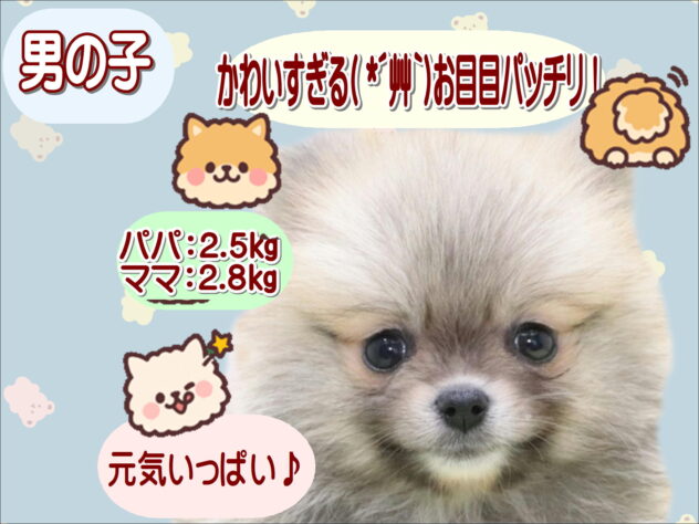 大阪府のポメラニアン (アミーゴ鳳店/2026年2月5日生まれ/男の子/オレンジ)の子犬の1枚目の画像