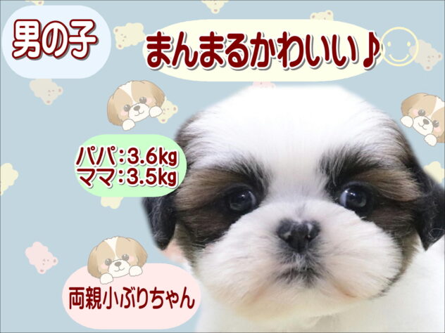 大阪府のシーズー (アミーゴ鳳店/2026年2月20日生まれ/男の子/ゴールドホワイト)の子犬の1枚目の画像