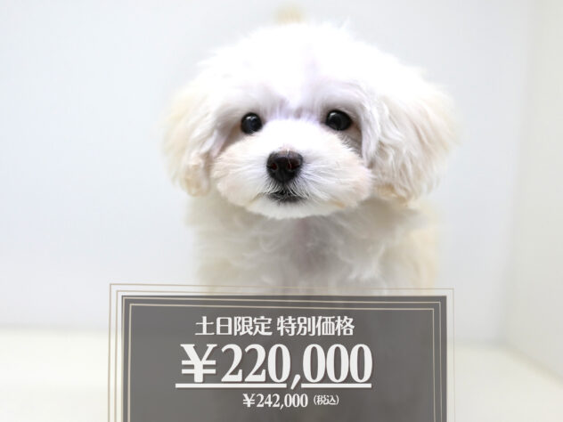 岡山県のハーフ犬・ミックス犬 (アミーゴ大安寺店/2025年12月6日生まれ/女の子/クリーム)の子犬の1枚目の画像