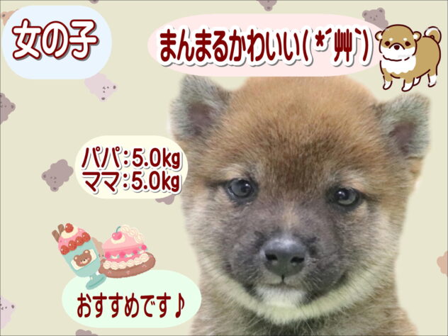 大阪府の豆柴 (アミーゴ鳳店/2026年2月10日生まれ/女の子/赤)の子犬の1枚目の画像