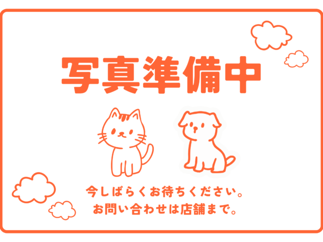 山形県のハーフ犬・ミックス犬 (アミーゴ米沢店/2026年2月1日生まれ/女の子/ホワイト)の子犬
