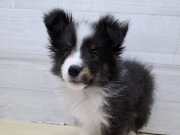 山形県のシェットランドシープドッグ (アミーゴ米沢店/2026年1月5日生まれ/男の子/トライカラー)の子犬の2枚目の画像