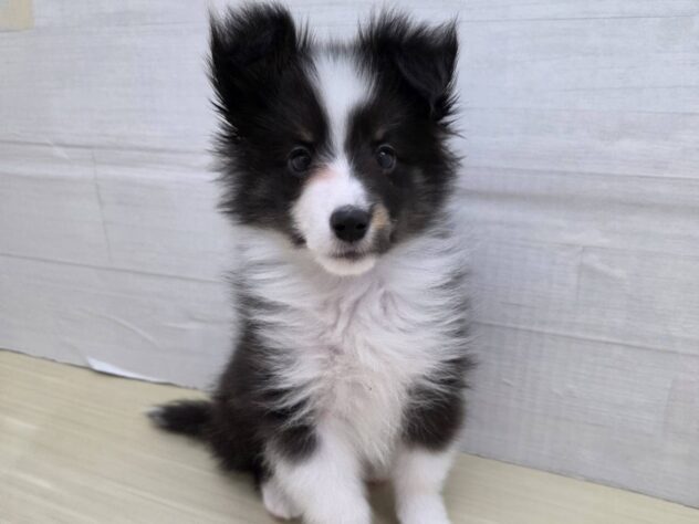 山形県のシェットランドシープドッグ (アミーゴ米沢店/2026年1月5日生まれ/男の子/トライカラー)の子犬の1枚目の画像