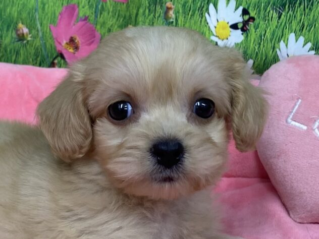 和歌山県のハーフ犬・ミックス犬 (アミーゴ和歌山太田店/2026年2月1日生まれ/男の子/クリーム)の子犬の1枚目の画像