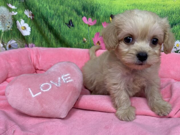 和歌山県のハーフ犬・ミックス犬 (アミーゴ和歌山太田店/2026年2月1日生まれ/男の子/クリーム)の子犬の2枚目の画像