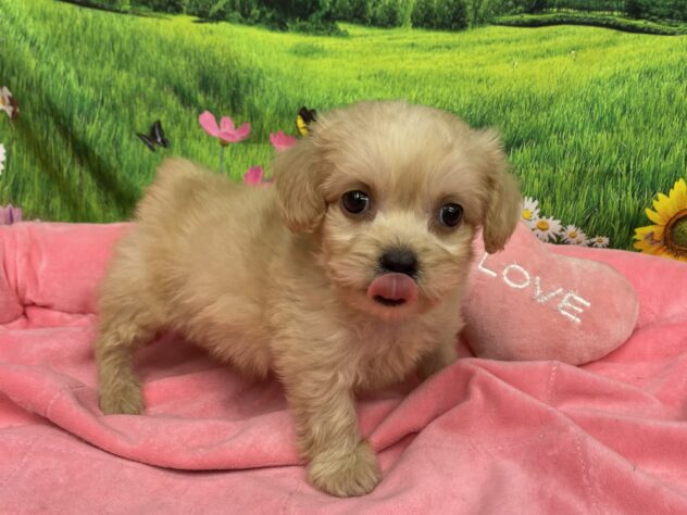 和歌山県のハーフ犬・ミックス犬 (アミーゴ和歌山太田店/2026年2月1日生まれ/男の子/クリーム)の子犬の4枚目の画像