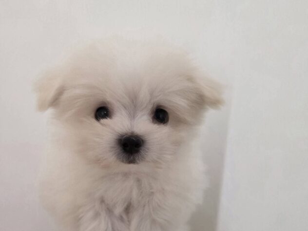 山形県のハーフ犬・ミックス犬 (アミーゴ米沢店/2026年2月2日生まれ/女の子/クリーム)の子犬の1枚目の画像