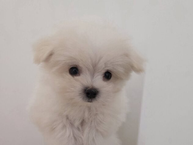 山形県のハーフ犬・ミックス犬 (アミーゴ米沢店/2026年2月2日生まれ/女の子/クリーム)の子犬の2枚目の画像