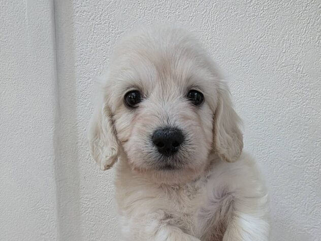 山形県のハーフ犬・ミックス犬 (アミーゴ米沢店/2026年2月3日生まれ/男の子/イエロー)の子犬の1枚目の画像