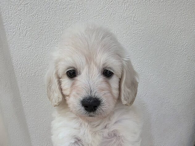 山形県のハーフ犬・ミックス犬 (アミーゴ米沢店/2026年2月3日生まれ/男の子/イエロー)の子犬の2枚目の画像